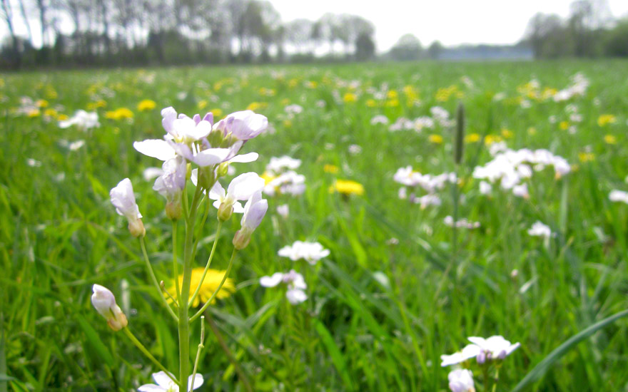 Wiesenschaumkraut (Saatgut)