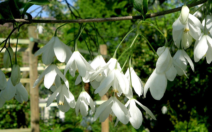 Schneeglöckchenbaum (Pflanze)