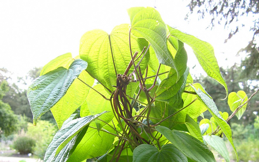 Wilde Yamswurzel (Pflanze)