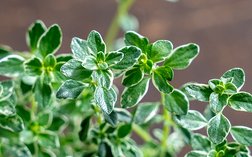 Silberthymian (Pflanze)