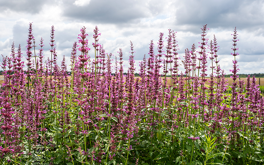 Zitronenagastache (Pflanze)