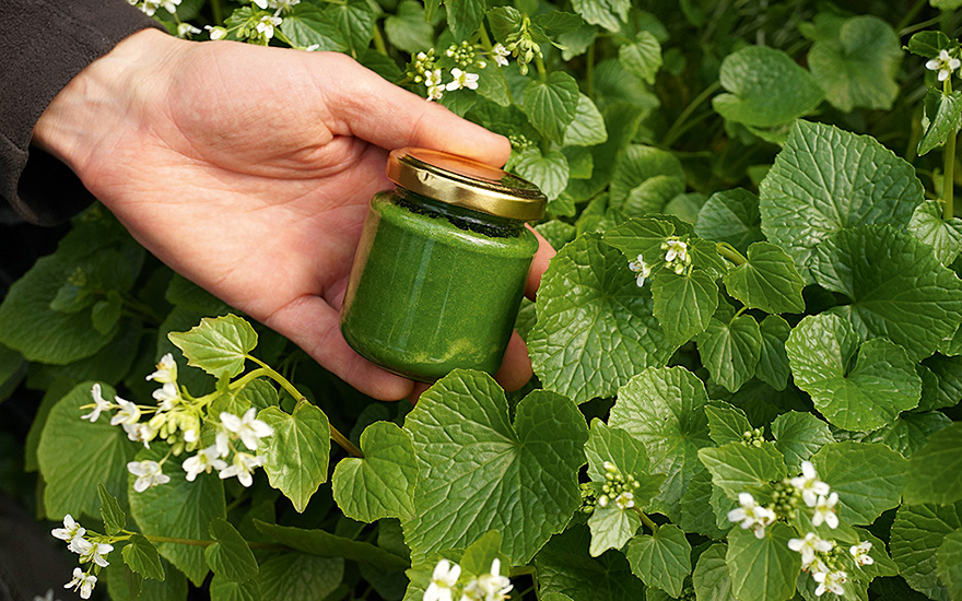 Wasabi, Japanischer Meerrettich (Pflanze)