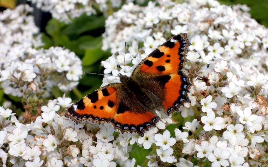 Heliotrop, weiß (Vanilleblume) (Pflanze)