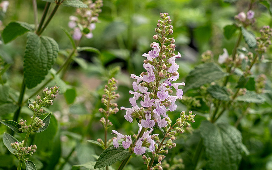 Hohe Katzenminze (Pflanze)