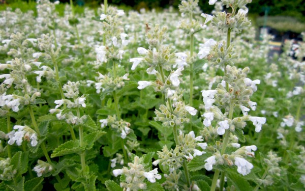 giekanne zimmerpflanzen edelstahl Giekanne aus Edelstahl 1 L Poliert Gieer Blumengiekanne Bewsserung