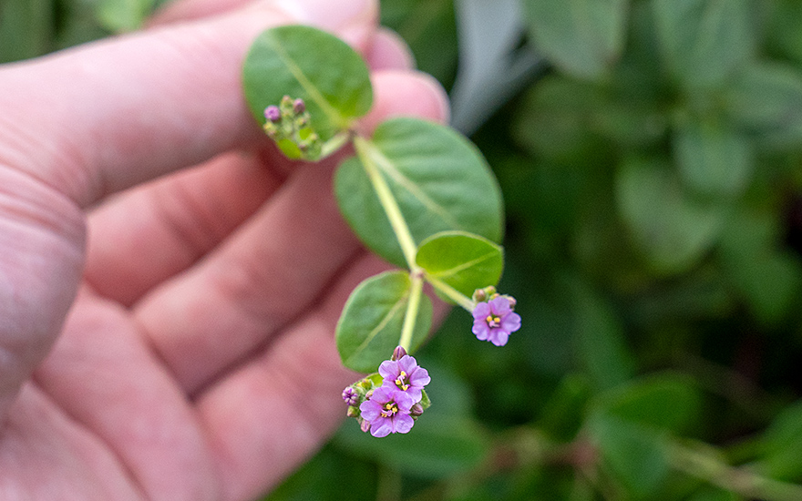 Mauka (Pflanze)
