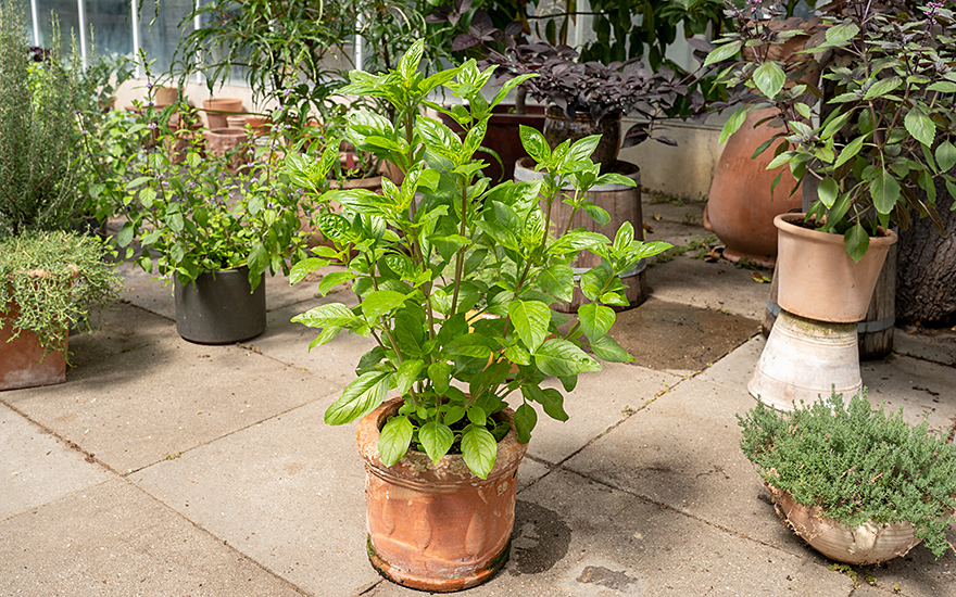 Strauchbasilikum 'Karpathos' (Saatgut)