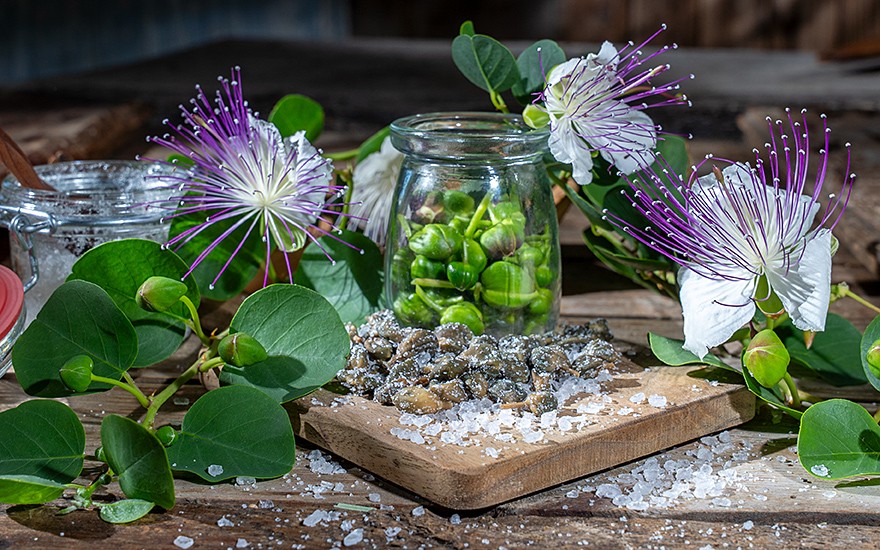 Echter Kapernstrauch (Pflanze)