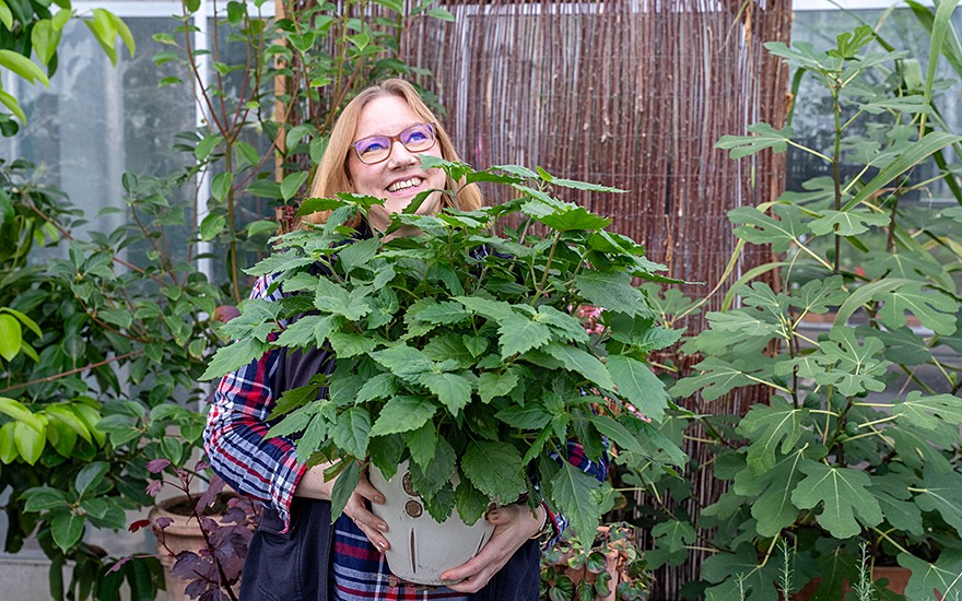 Indisches Patchouli, weiss (Pflanze)