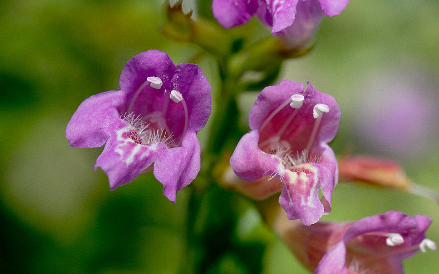 Gartenbergminze (Pflanze)