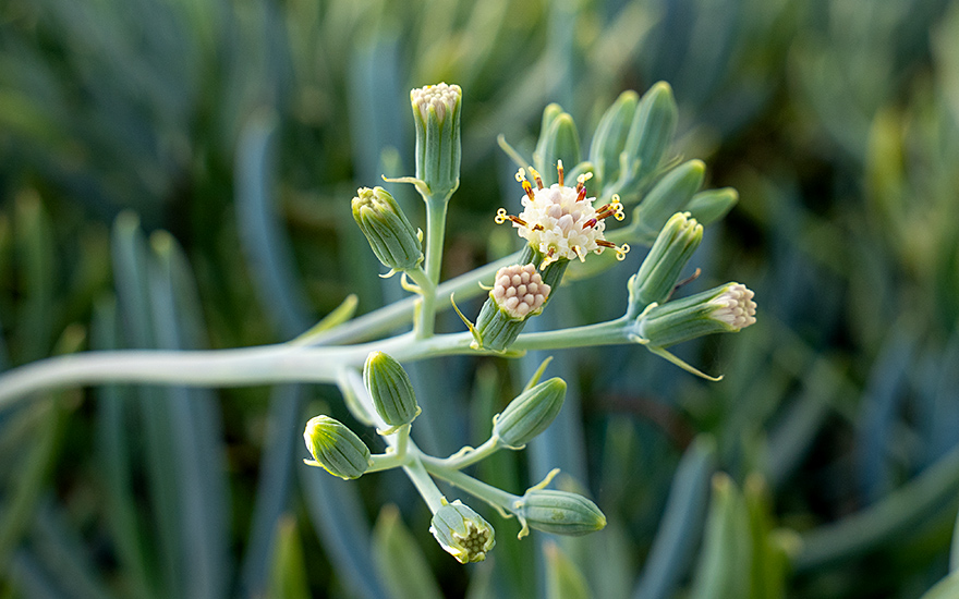 Bálsamo de Canudo (Pflanze)