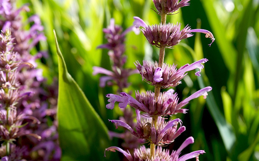 Agastache 'Lavender Haze' (Saatgut)