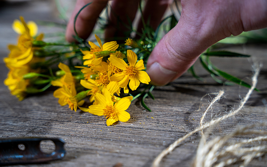 Strauch-Tagetes (Saatgut)