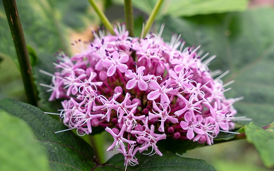 Chinesischer Losbaum, rosa (Pflanze)