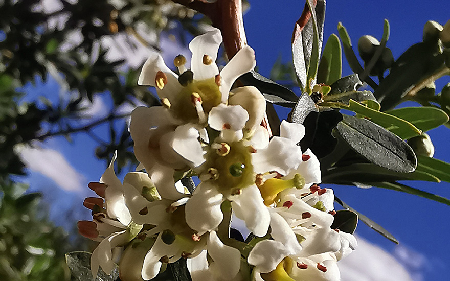 Chachacoma (Pflanze)