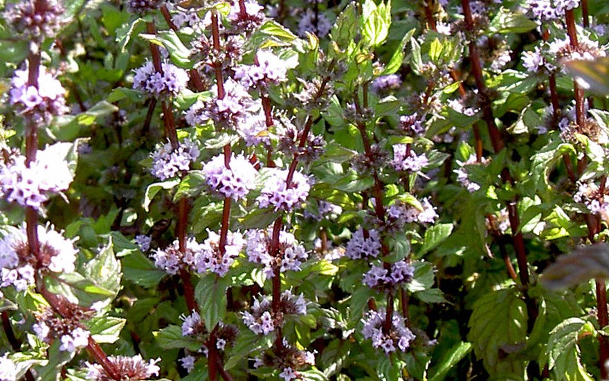 Lavendelminze (Pflanze)