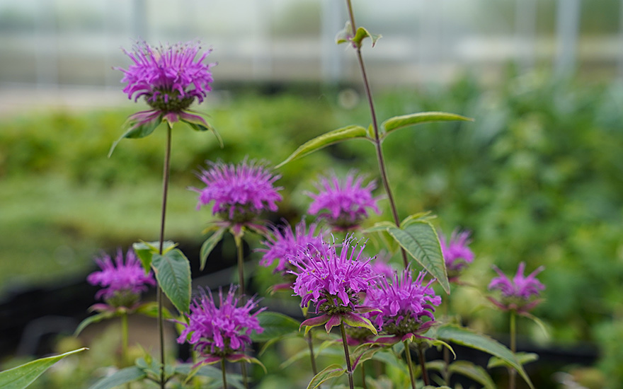 Monarda 'Huckleberry' (Pflanze)
