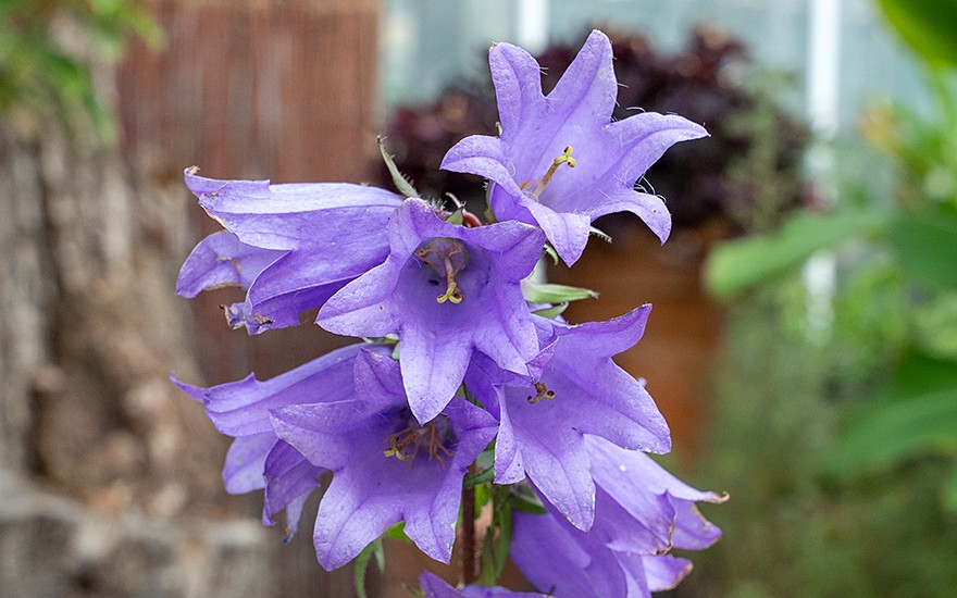 Nesselblättrige Glockenblume (Saatgut)