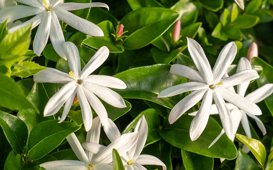 Thai-Jasmin (Pflanze)