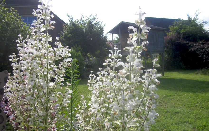 Muskatellersalbei, weiß blühend (Saatgut)