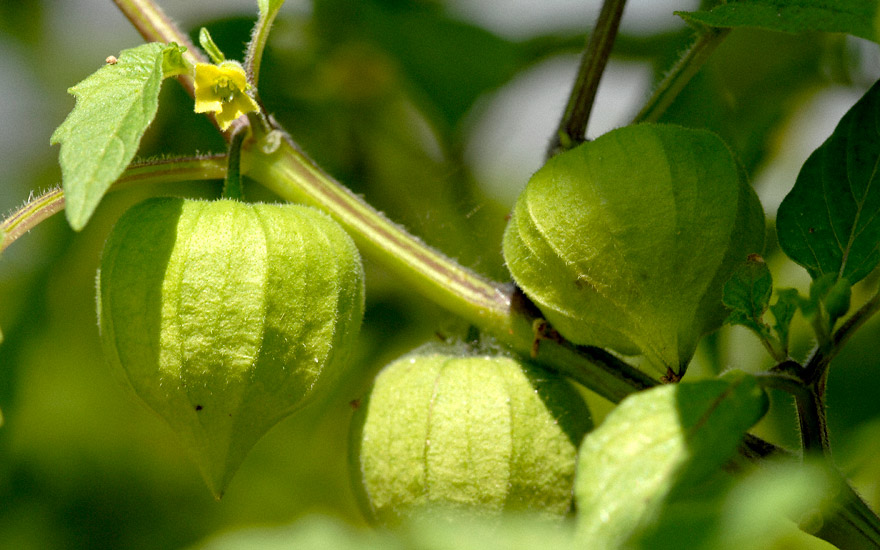 Tomatillo (Saatgut) TEinzelsorten TagetesTuberose Pflanzen