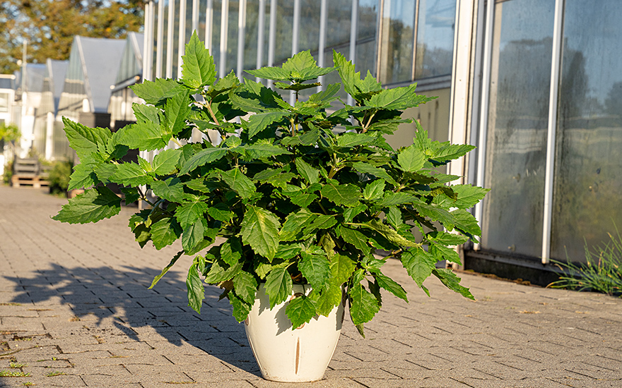 Indisches Patchouli, weiss (Pflanze)