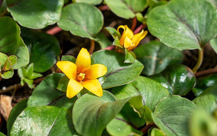 Chinesisches Pfennigkraut (Pflanze)