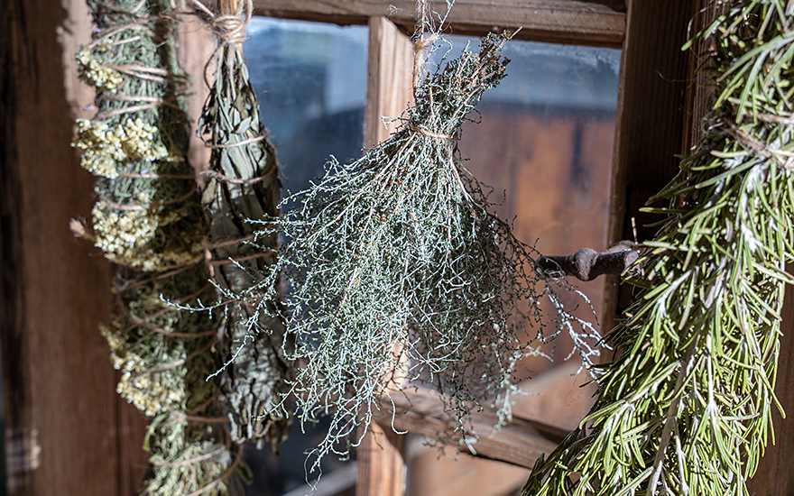 Aragonischer Wermut (Pflanze)