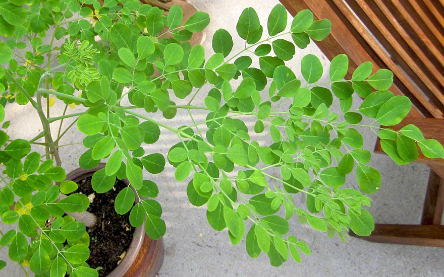 Asiatische Moringa (Saatgut)