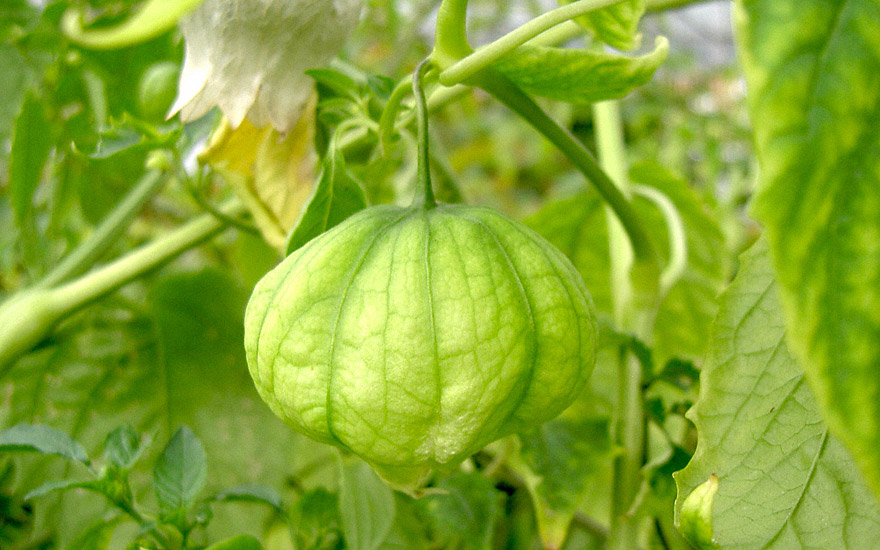 Tomatillo (Saatgut)