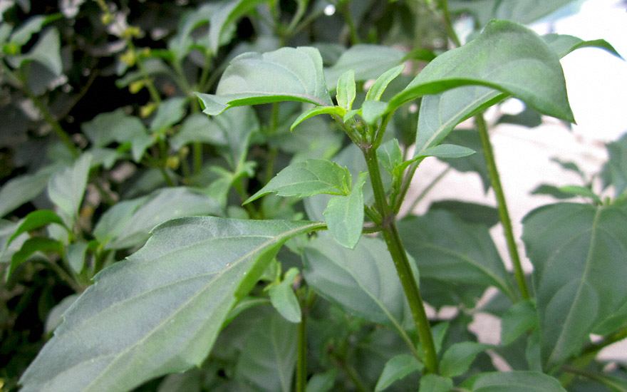 Madeira-Basilikum (Pflanze)
