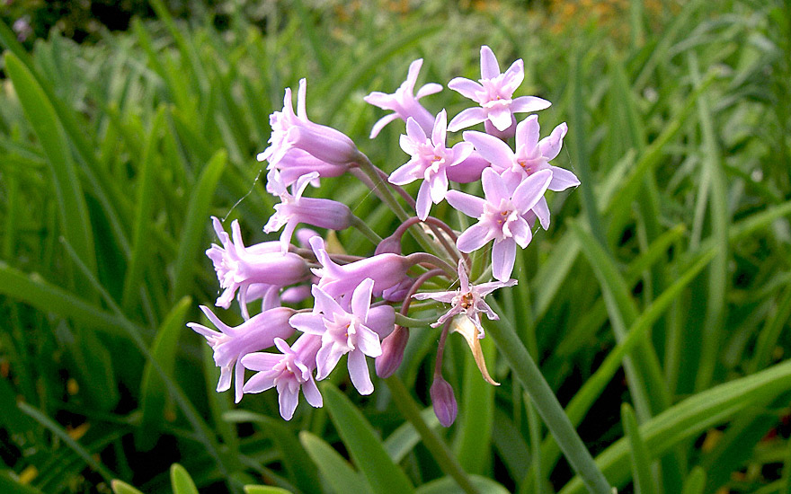 lang blhende zimmerpflanze Begonie Rot  Blhende Zimmerpflanze online kaufen  MO BLUMEN