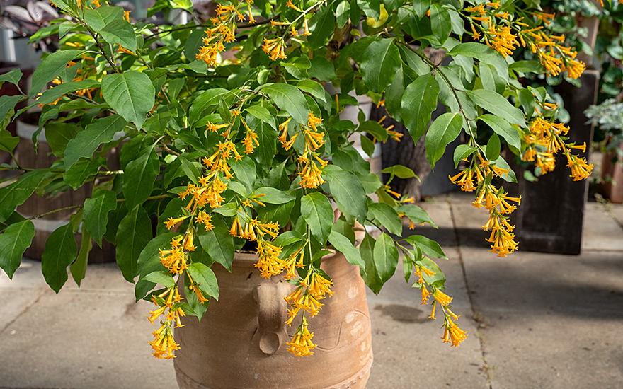 Goldgelber Hammerstrauch (Pflanze)