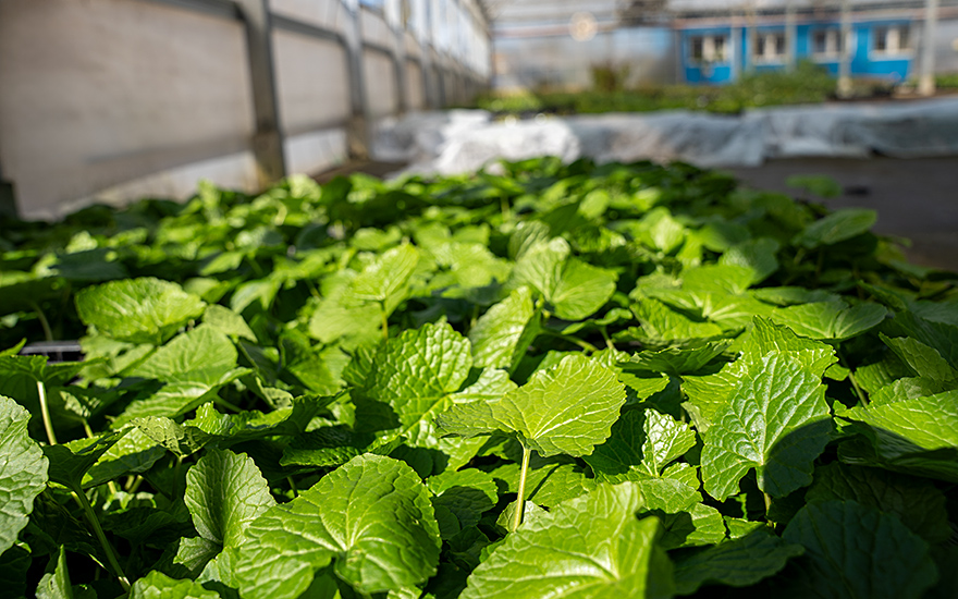 Wasabi 'Mephisto Green' (Pflanze)