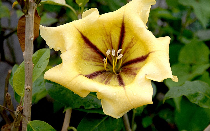 Goldkelch (Pflanze)