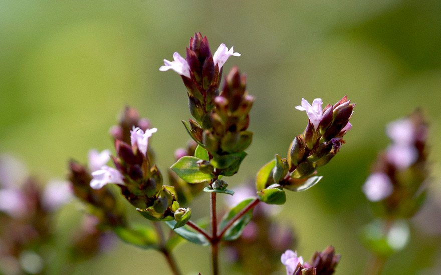 Blumen-Oregano (Pflanze)