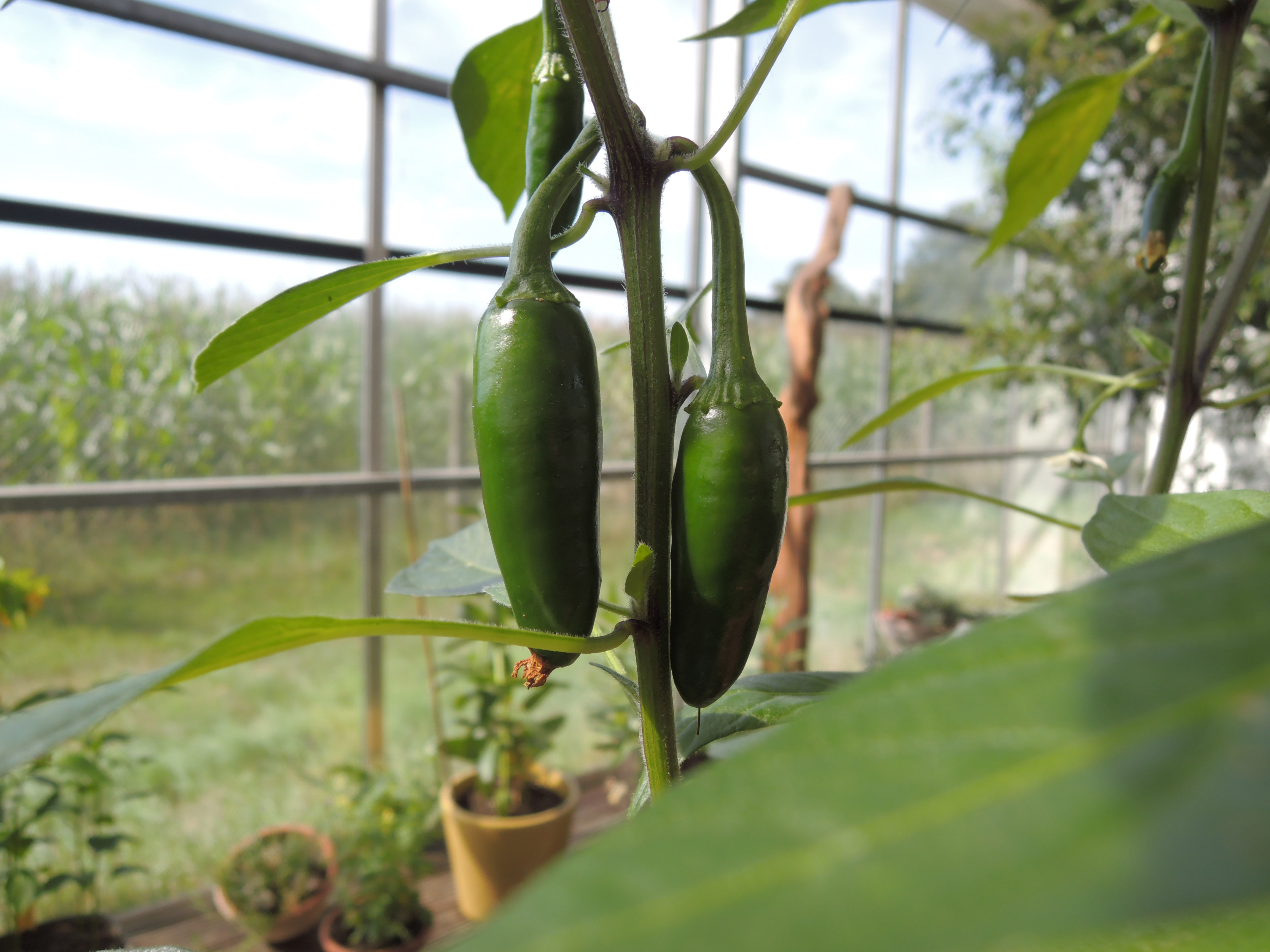 Chili 'Serrano' (Saatgut)