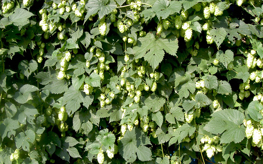 Bierhopfen 'Fuggle' (Pflanze)