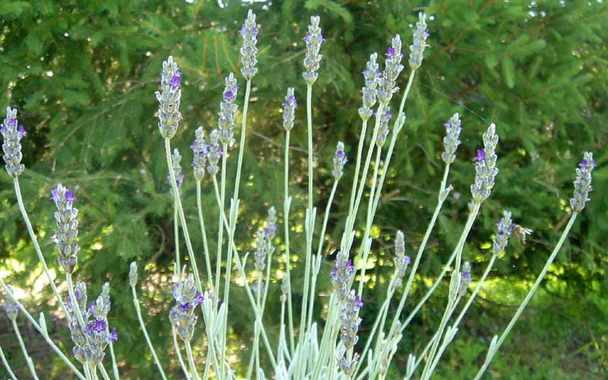 Wolliger Lavendel (Saatgut)
