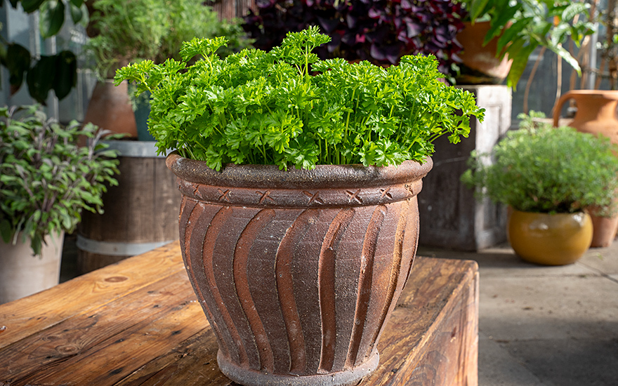 Petersilie 'Mooskrause' (Saatgut)