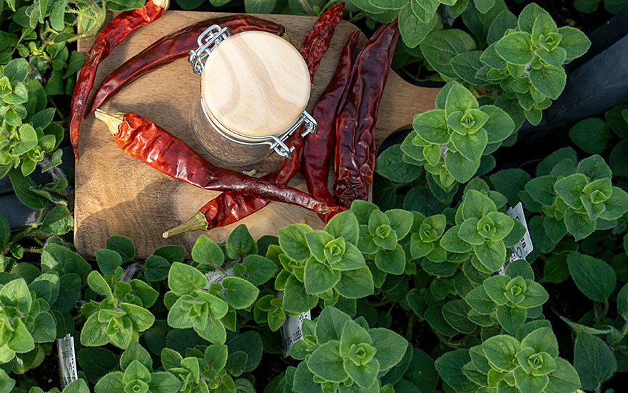 Griechischer Oregano 'Hot and Spicy' (Pflanze)