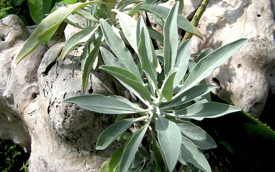 Räuchersalbei, indianisch (Pflanze)