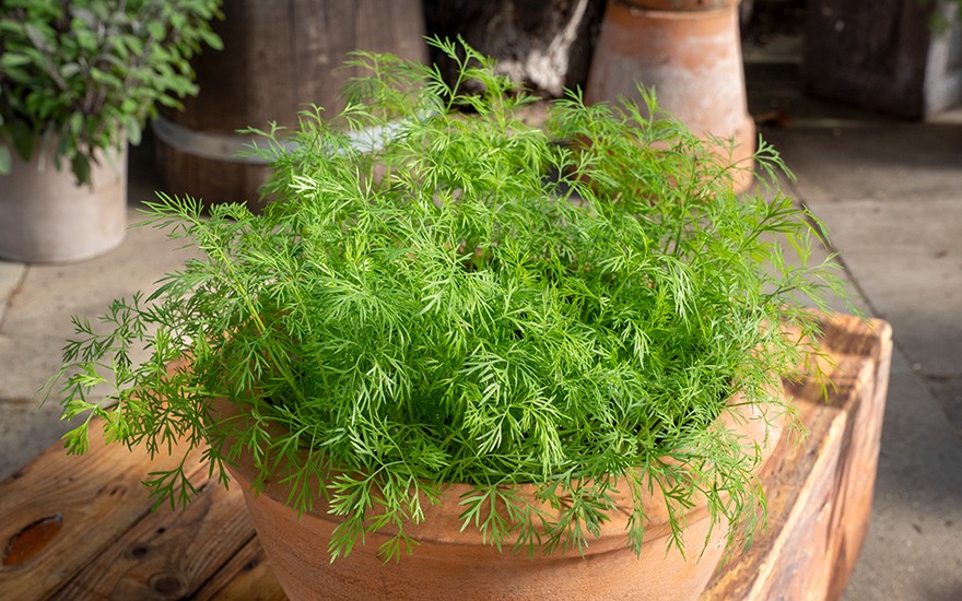 Dill 'Bouquet' (Saatgut)