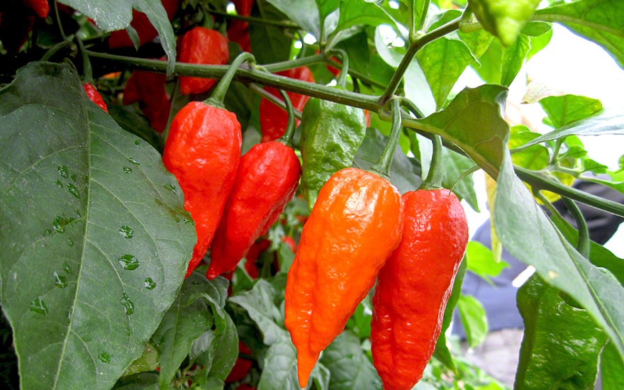 Chili „Naga Jolokia“ (Pflanze)