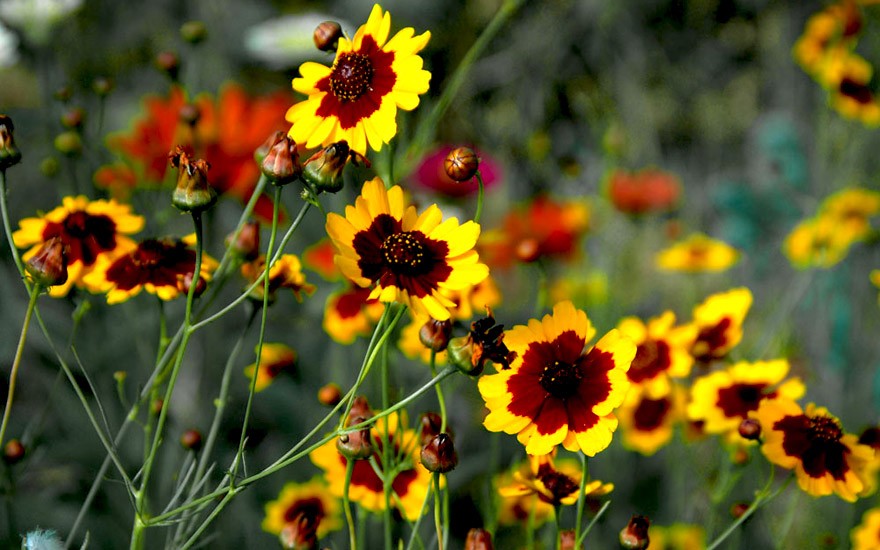 Coreopsis (Saatgut)