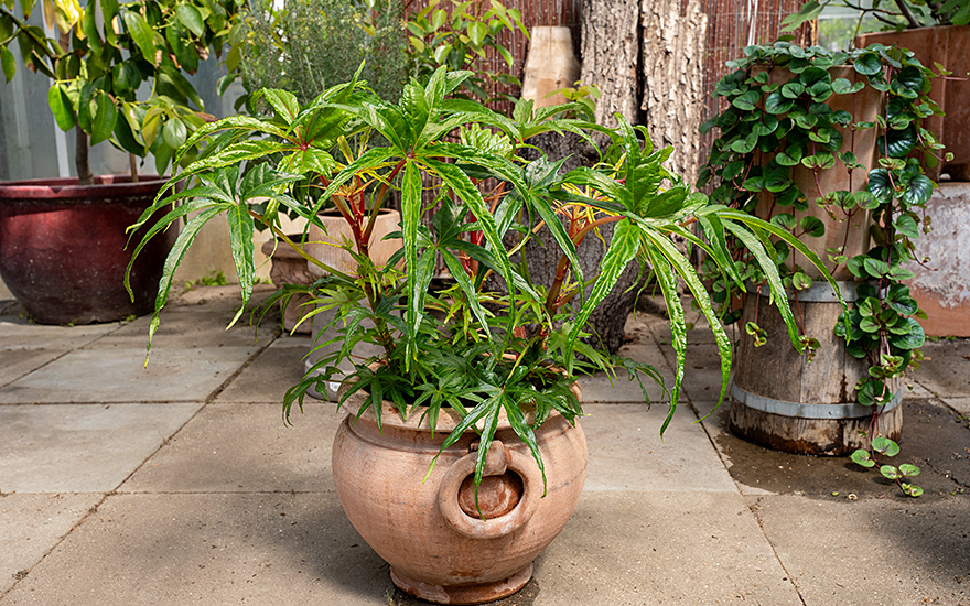 Salatbaum 'Chief Kubo's Prize' (Pflanze)