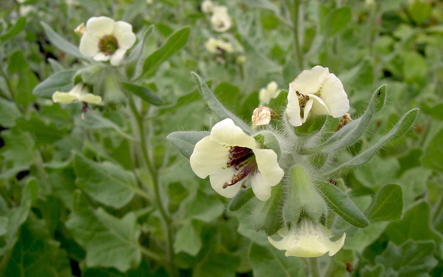 Weißes Bilsenkraut (Pflanze)