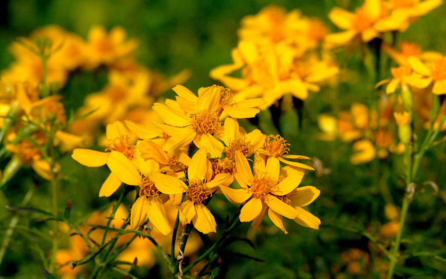 Strauch-Tagetes (Pflanze)