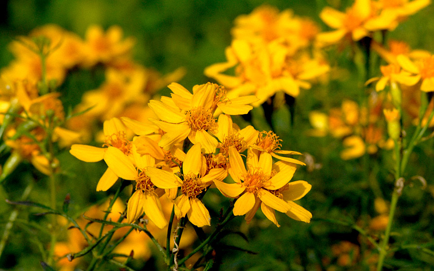 Strauch-Tagetes (Saatgut)