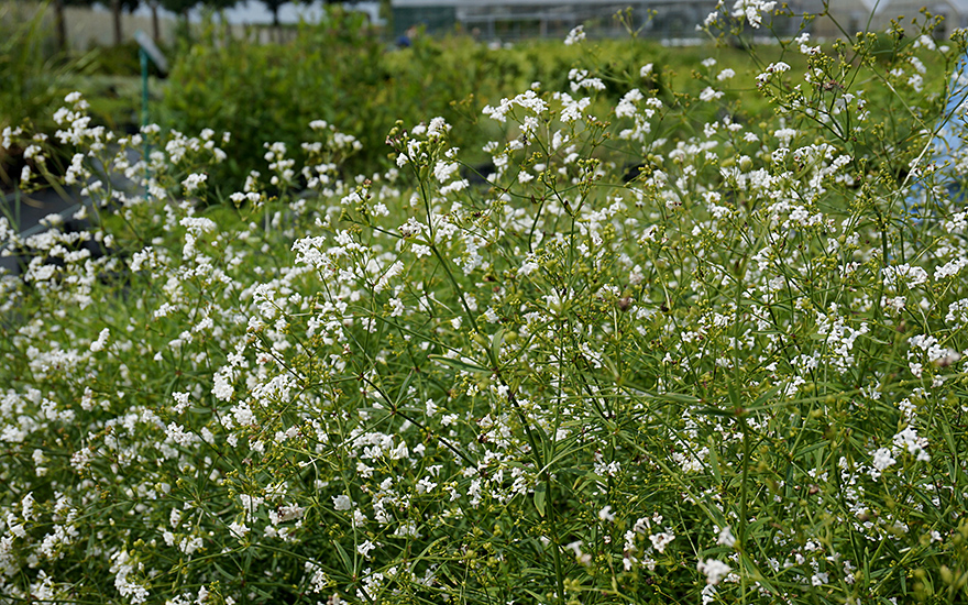 Färbermeister (Pflanze)